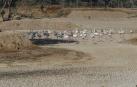 Un grupo de flamencos recorren una laguna completamente seca junto al Espacio Natural de Doñana