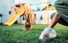 Las mascotas y los animales callejeros pueden expulsar parásitos intestinales a través de las heces, contaminando el suelo y los espacios compartidos