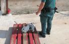 La Guardia Civil rescata a un pollo de cigueña tras caer el nido de un tejado en Milagro