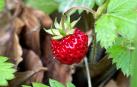 Fresas silvestres….!! Esteríbar.