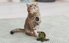 El olor del pis de gato perdura durante varias semanas por el 3-mercapto-3-metil-butanol