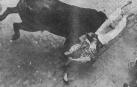 Un mozo de blusa a cuadros, cogido por las piernas por un toro, es volteado peligrosamente