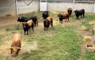 Los ocho toros de La Palmosilla, este jueves en los Corrales del Gas