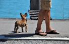 Las chanclas han saltado de la playa al asfalto