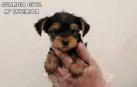 Un perro del criadero de perros en Toledo