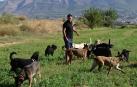 El educador canino Adrián Navarro pasea junto a los perros de su centro Lopecan por Cártama