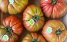 Tomate EKO