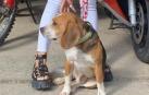 Perdigón, el Beagle encontrado en un área de descanso de la Autovía del Ebro