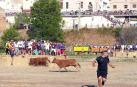 Instante de la Traída de las Vacas por el cauce del Alhama de Cintruénigo del pasado año 2022
