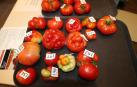 Fotos del Concurso de Tomate Feo de Tudela 2023.