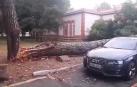 Vídeo de un pino derribado por la DANA en el HUN