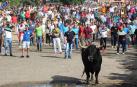 El Toro de la Vega de Tordesillas se ha escapado del recorrido y ha herido de gravedad a un hombre