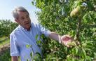 Enrique Castel Ruiz Calvo, en un campo después de una granizada en un campo de peros, en una imagen de archivo