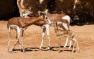 Nueva cría de gacela en Bioparc Valencia