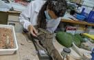 La paleontólga Jara Parrilla, con el cráneo de cocodrilo de Ordesa-Vió, en el Museo de Ciencias Naturales de Zaragoza