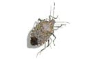 Un ejemplar de ‘Halyomorpha halys'