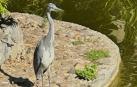 Una garza en los fosos de la Taconera