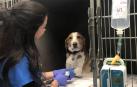 Hospital Veterinario Pamplona, 24 horas al día
