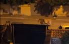 León escapado de un circo, paseando por una de las calles de la localidad italiana de Ladispoli