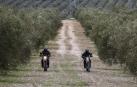 Dos agentes motorizados de la Guardia Civil circulan por un olivar durante la campaña de protección de la cosecha