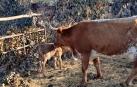 Imagen de la vaca con su ternero tras el parto