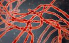 Bacterias ‘Bacillus anthracis’, las causantes de la enfermedad del ántrax
