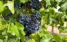 El alconforao se hacía con uva garnacha, como la de la fotografía, recién prensada./