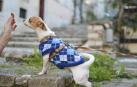 Los premios pueden usarse a diario, aunque teniendo en cuenta el tamaño del perro