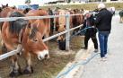Animales en la pasada feria caballar de octubre./