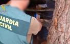 Nueve detenidos en Málaga por deforestar dos hectáreas de un paraje natural para plantar marihuana