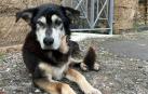 Argo, el perro callejero que visitaba cada día desde hacía 15 años el Parque Arqueológico de Pompeya