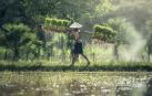 Un agricultor, en un campo de arroz
