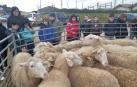 Las ovejas fueron foco de atracción para los más pequeños