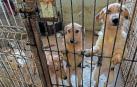 *A:MONTXO A.G.
*F: 2024-02-15
*L: ESTELLA-LIZARRA
*T: INSTALACIONES DE EGAPELUDOS SECCION PERROS EN EL SILO DE MERKATONDOA
*P: