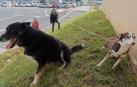 Perros en el refugio de Egapeludos en una imagen reciente