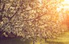 Árboles florecientes en primavera
