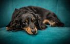 Un perro descansa sobre un sofá