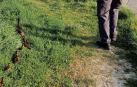 La imagen de la pata y sus patitos, mientras cruzaban la PA-30
