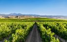La Bodega Marco Real está ubicada en Olite.