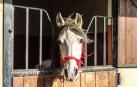 Un caballo en una cuadra