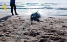 Imagen del delfín que ha aparecido en una playa de Valencia