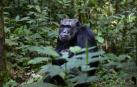 Imagen de archivo de un chimpancé