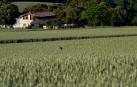 Campo de trigo en Labeaga