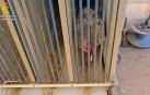 Uno de los 107 gallos localizados
