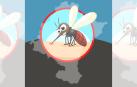 Picadura de mosquito