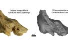 Figura 1: Hueso temporal fósil original y reconstrucción 3D del fósil CN-46700 de Cova Negra en vista anterior. El hallazgo en España de los restos de una niña con síndrome de Down ha despejado las dudas: tenía seis años y fue cuidada con amor y compasión
