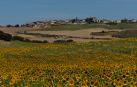 Campos de girasol en Oteiza de la Solana en este mes de julio.