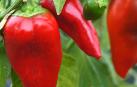 Pimientos del piquillo