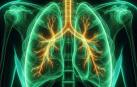 Una ilustración de los pulmones de un cuerpo humano