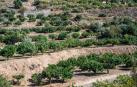Árboles frutales en Almería